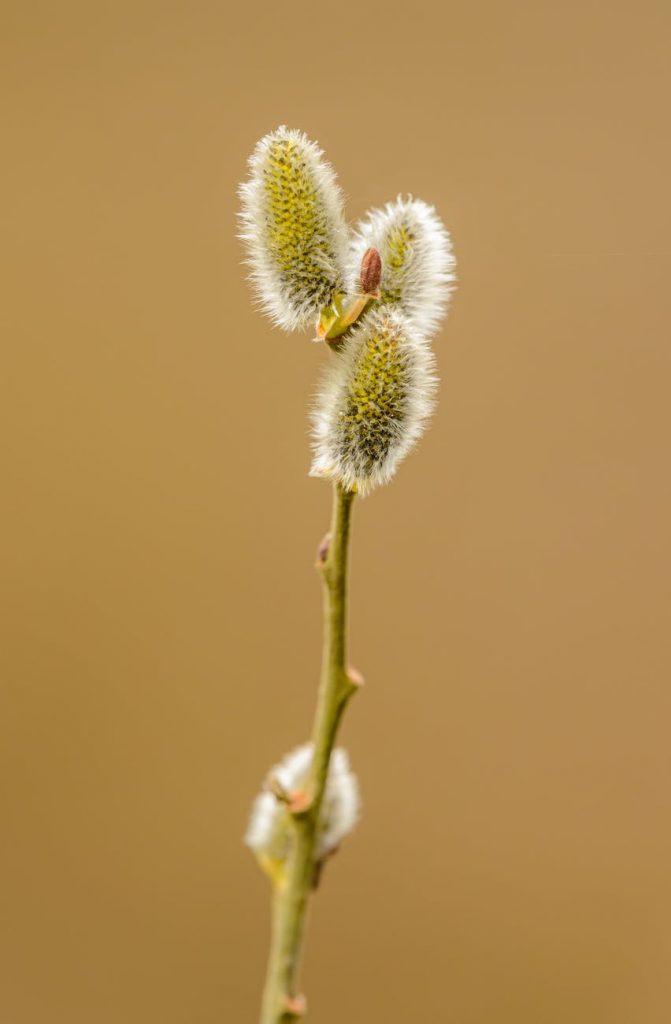 thin branch of pussy willow plant