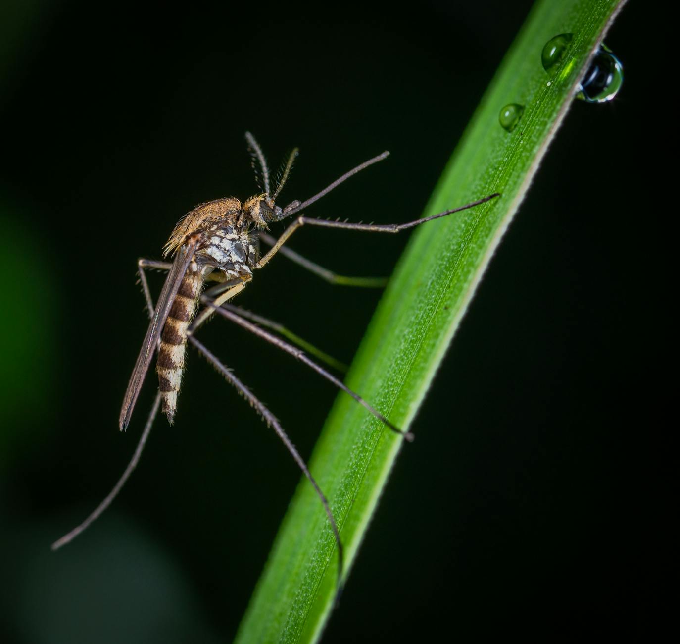 brown and black mosquito on green stem macro photography